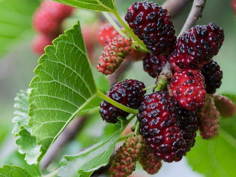 Шелковица купить саженцы из питомнике в Железнодорожном