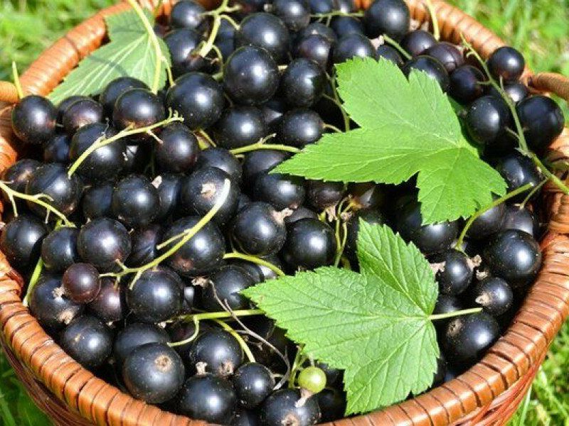 Смородина купить саженцы из питомника в Железнодорожном