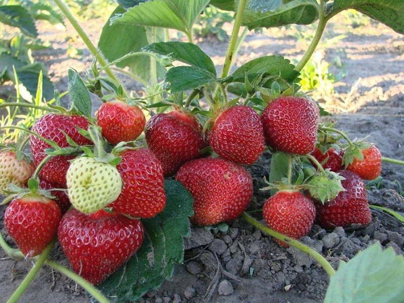 Клубника купить саженцы из питомника в Железнодорожном
