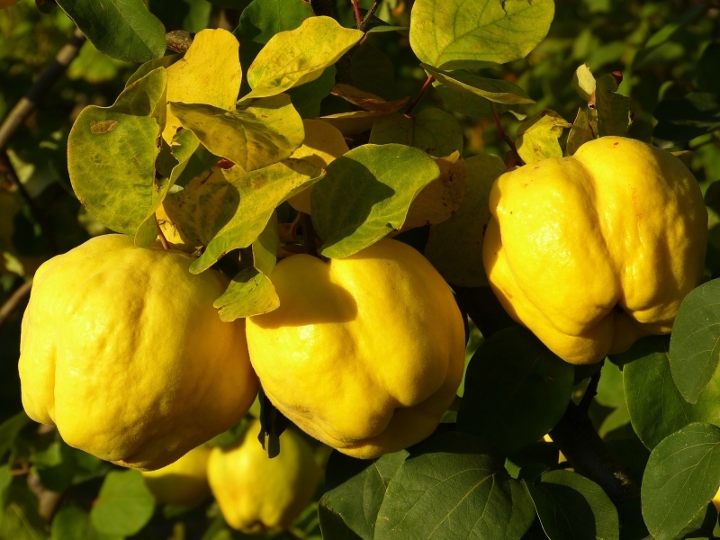 Айва купить саженцы из питомника в Железнодорожном