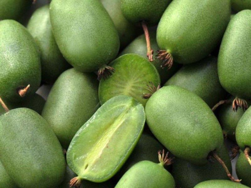 Актинидия купить саженцы из питомнике в Железнодорожном