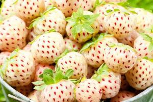 Клубника "ПАЙНБЕРРИ" (7шт.)