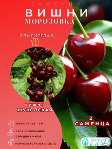 Вишня Морозовка и опылитель Жуковская 2 саженца