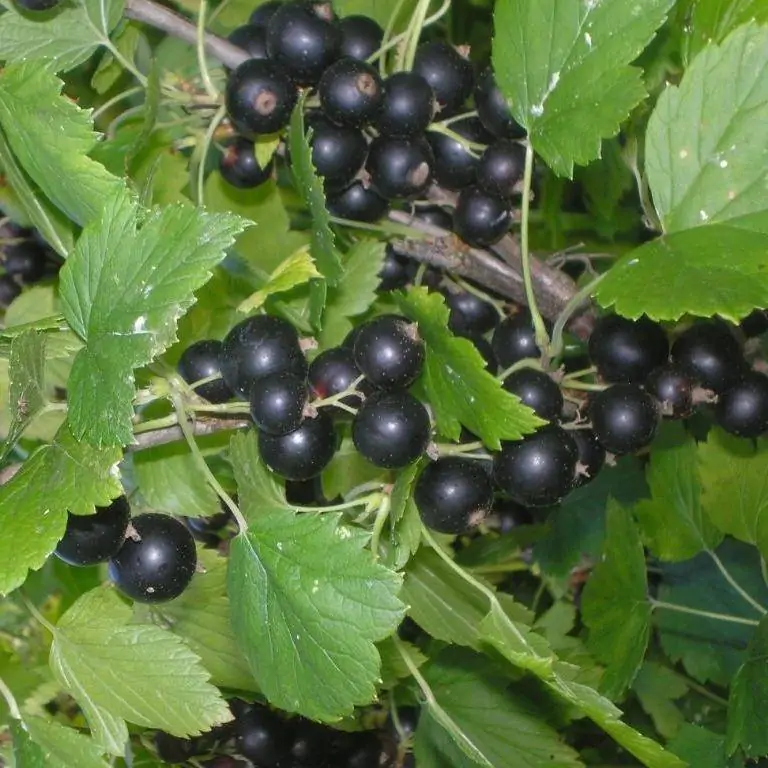 Смородина "ВОЛОГДА"