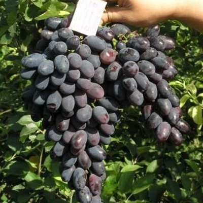 Виноград "КОДРЯНКА"